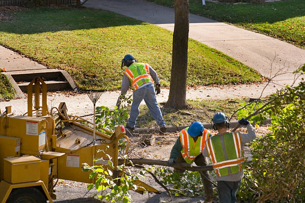 Best Tree Disease Treatment  in Princeton, MN